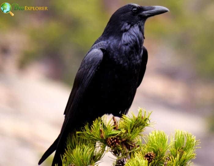 Mariana Crow Mariana Crow