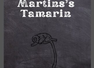 Martins’ Tamarin