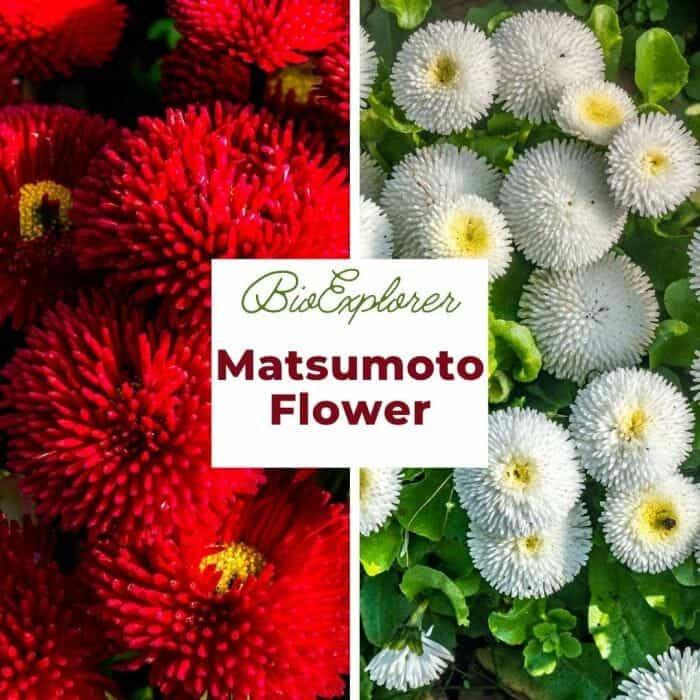 Matsumoto Matsumoto