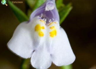 Mazus