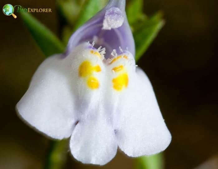 Mazus