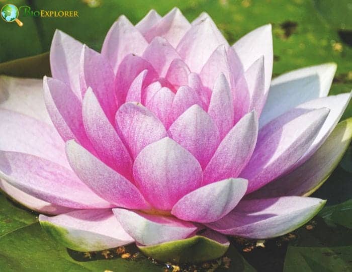 Meaning Behind Water Lily Colors Meaning Behind Water Lily Colors