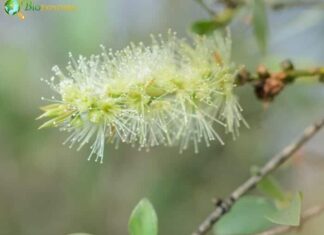 Melaleuca