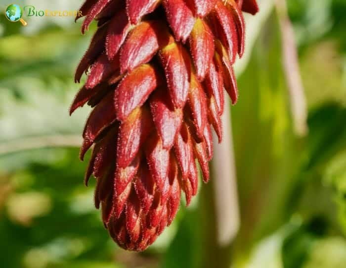 Melianthus Major Melianthus Major