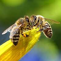 Melittology (Bees)