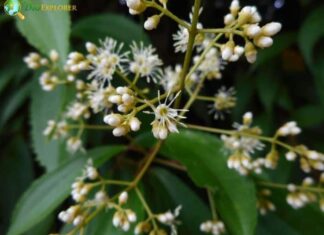 Miconia