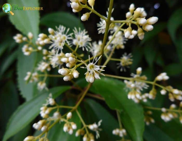 Miconia