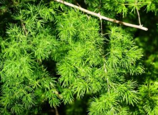 Ming fern