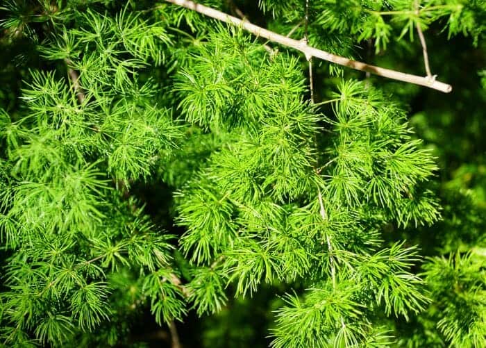 Ming fern