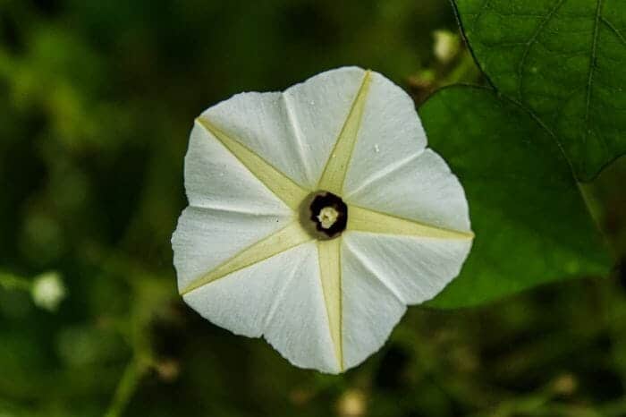 Moonvine Flowers Moonvine Flowers