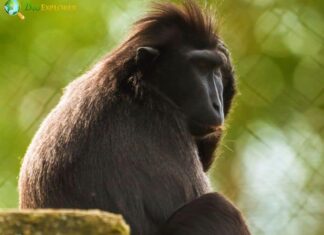 Moor Macaque