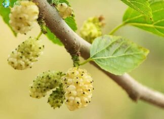 Mulberry