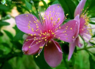 Myrtle