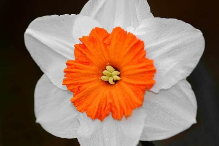Narcissus Flower Narcissus Flower
