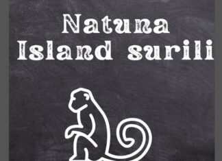 Natuna Island Surili