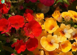 Nemesia