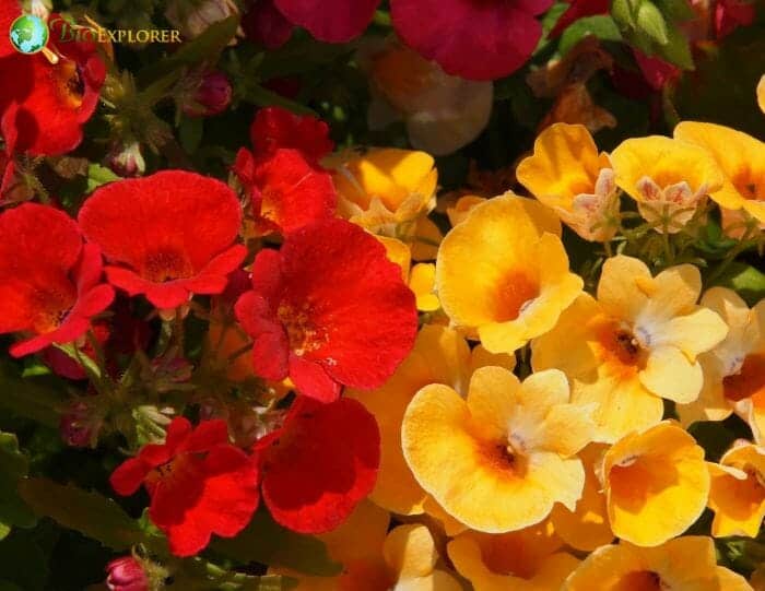 Nemesia