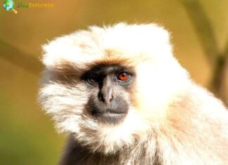Nepal Gray Langur