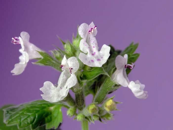 Nepeta Cataria Nepeta Cataria