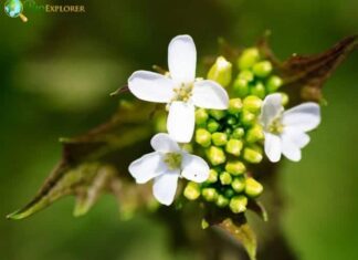 Nettle