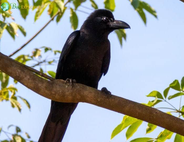 New Caledonian Crow New Caledonian Crow