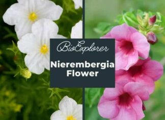 Nierembergia