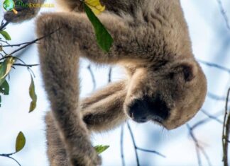 Northern Muriqui