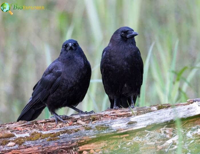 Northwestern Crow Northwestern Crow