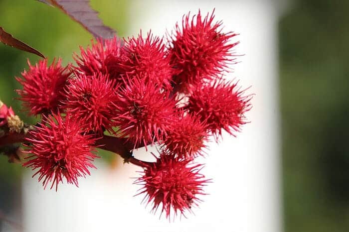 Nsogasoga Flower Nsogasoga Flower