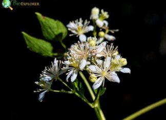Old-Man’s Beard