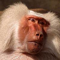 Old-world Monkeys