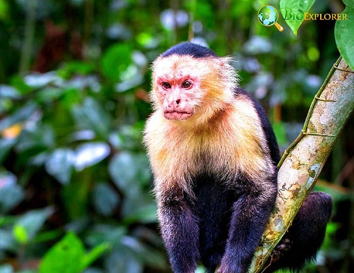 Omnivorous Monkeys