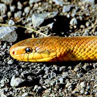 Ophiology (Snakes)