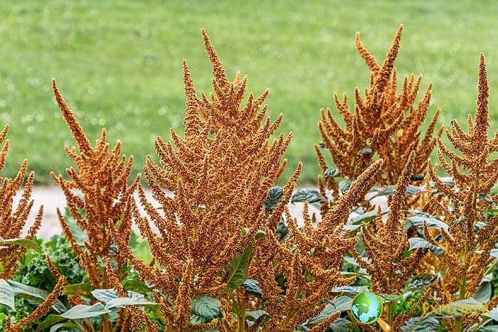 Orange Amaranthus hypochondriacus Orange Amaranthus hypochondriacus
