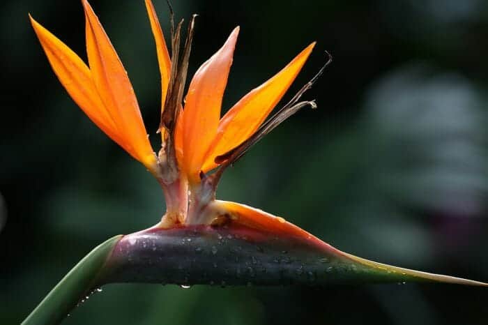 Orange Bird Of Paradise Flower Orange Bird Of Paradise Flower