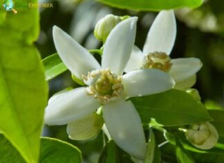 Orange Blossom
