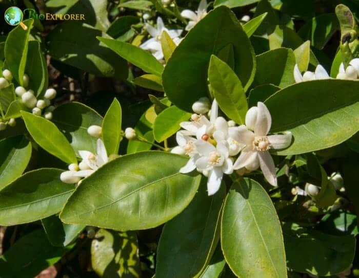 Orange Blossom Orange Blossom