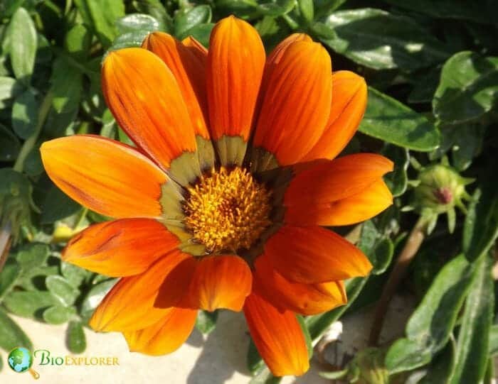 Orange Gazania Flowers Orange Gazania Flowers