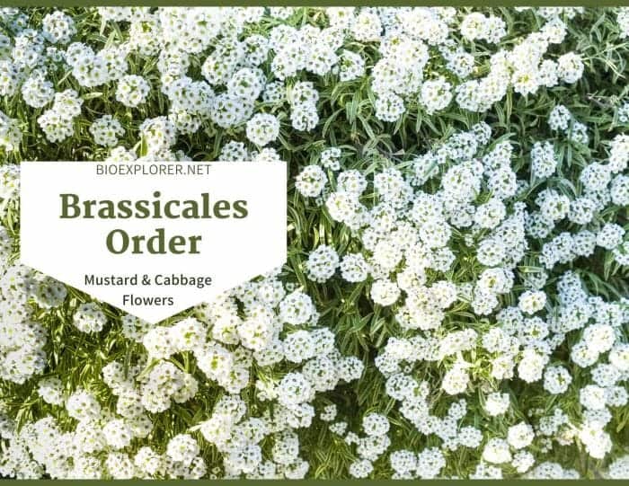 Brassicales / Mustard & Cabbage Flowers