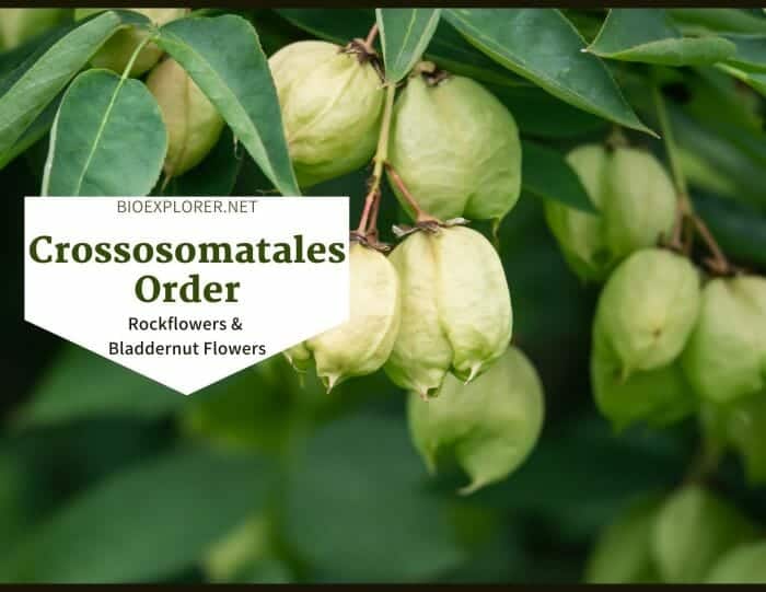 Order Crossosomatales / Rockflowers