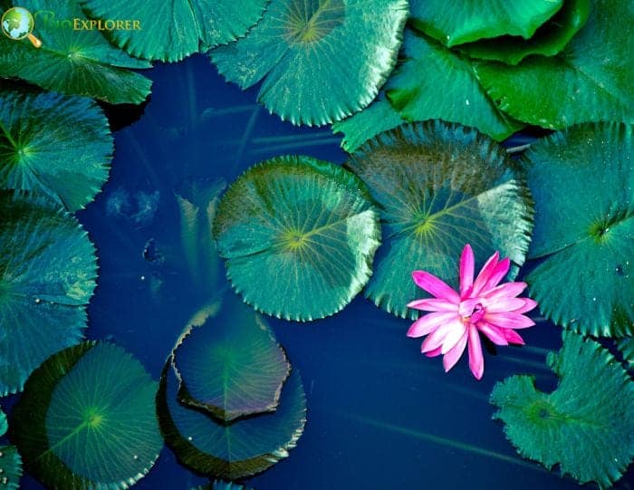 Origins and Significance Of Water Lilies Origins and Significance Of Water Lilies