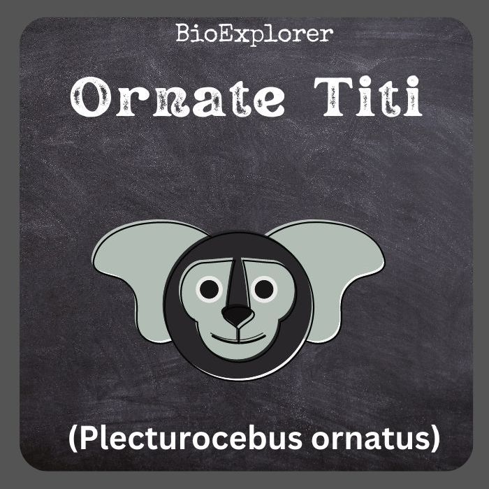 Ornate Titi