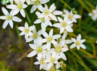 Ornithogalum