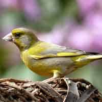 Ornithology
