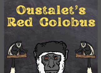 Oustalet’s Red Colobus