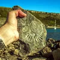 Palaeozoology