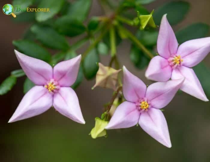 Pale Pink Boronia Flowers Pale Pink Boronia Flowers