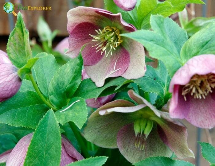 Pale Pink Hellebore Flowers Pale Pink Hellebore Flowers
