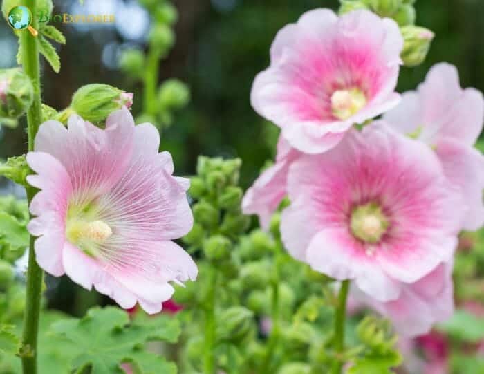 Pale Pink Hollyhock Flowers Pale Pink Hollyhock Flowers
