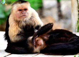Panamanian White-faced Capuchin